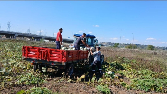 İzmit Belediyesinden 8 tonluk yerli üretim bal kabağı